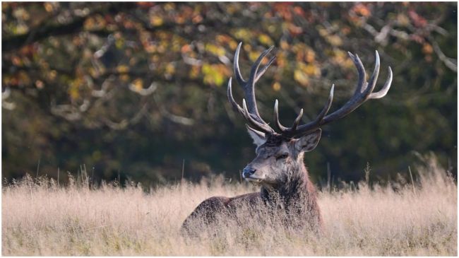 Deer in a grass field