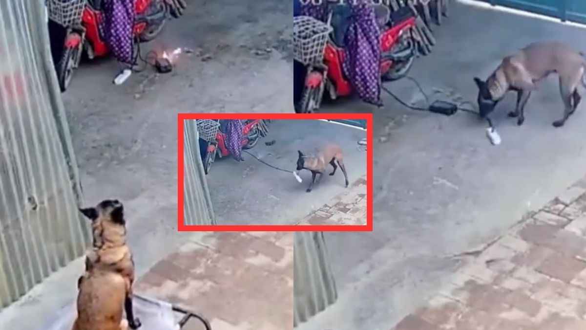 जांबाज कुत्ता! कुत्ते ने बचाया मालिक का घर, वरना हो जाता खाक; वायरल हो रहा वीडियो