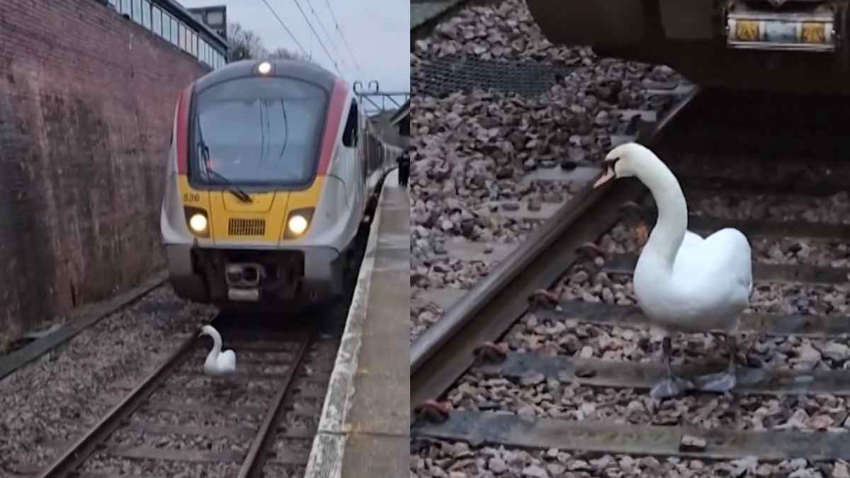 Duck On Railway Track