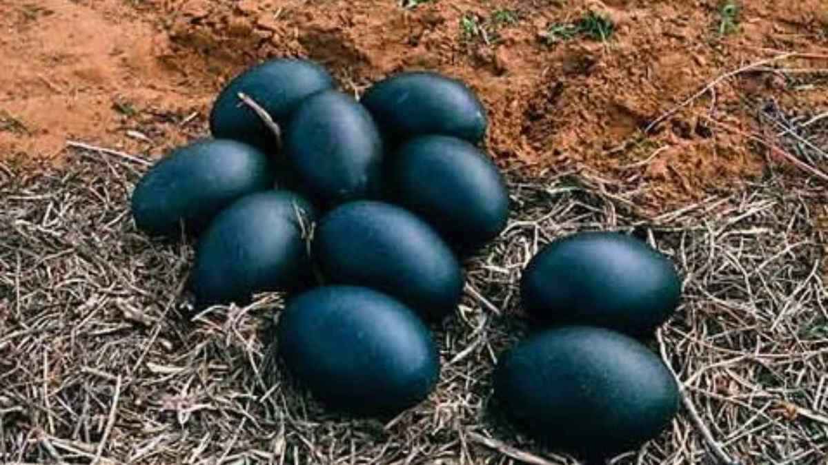 EMU Eggs