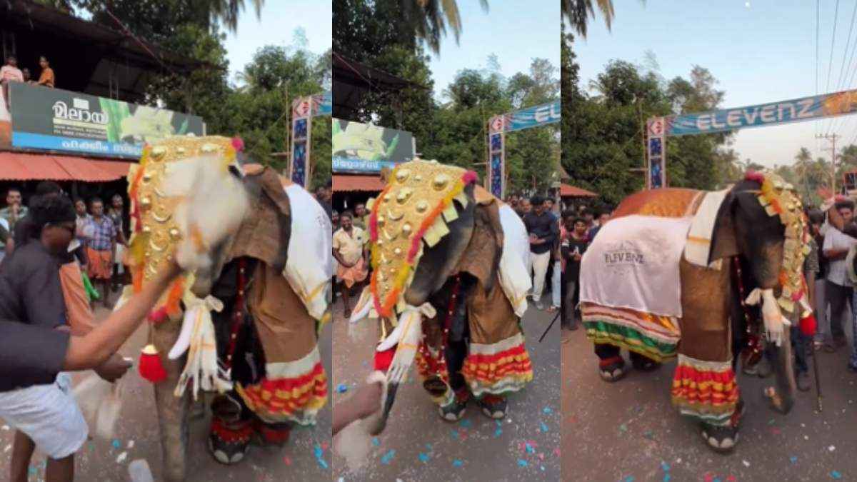 Elephant Dance Video Viral