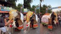 Elephant Dance Video Viral