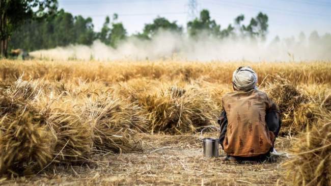 Farmer Sitting in Field