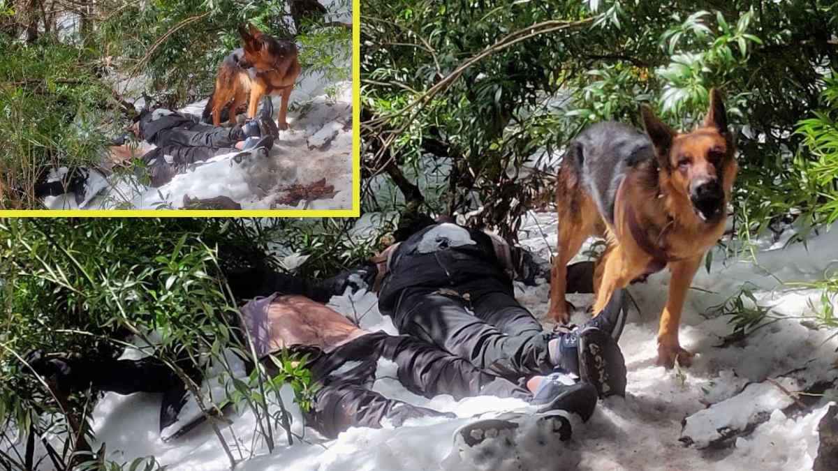 कुत्ते की वफादारी की अनोखी मिसाल, ट्रैकिंग के दौरान कपल की मौत पर दो दिन तक भौंका