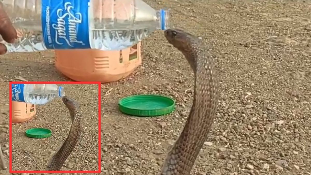 Madhya Pradesh betul Snake