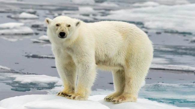 Polar Bear Polar Bear