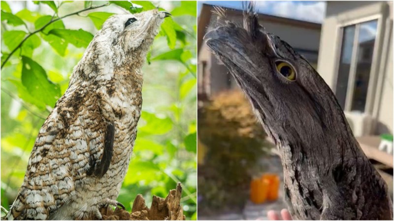 Potoo Birds