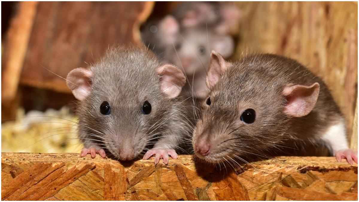 Rats