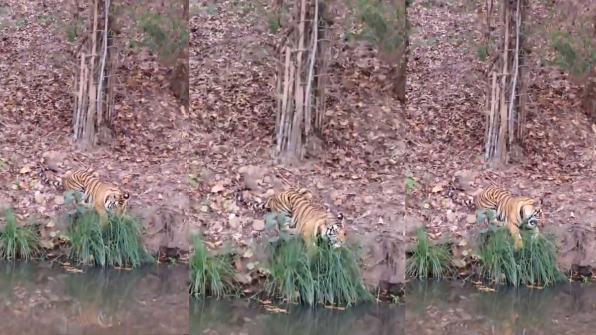 Tiger Eating Grass