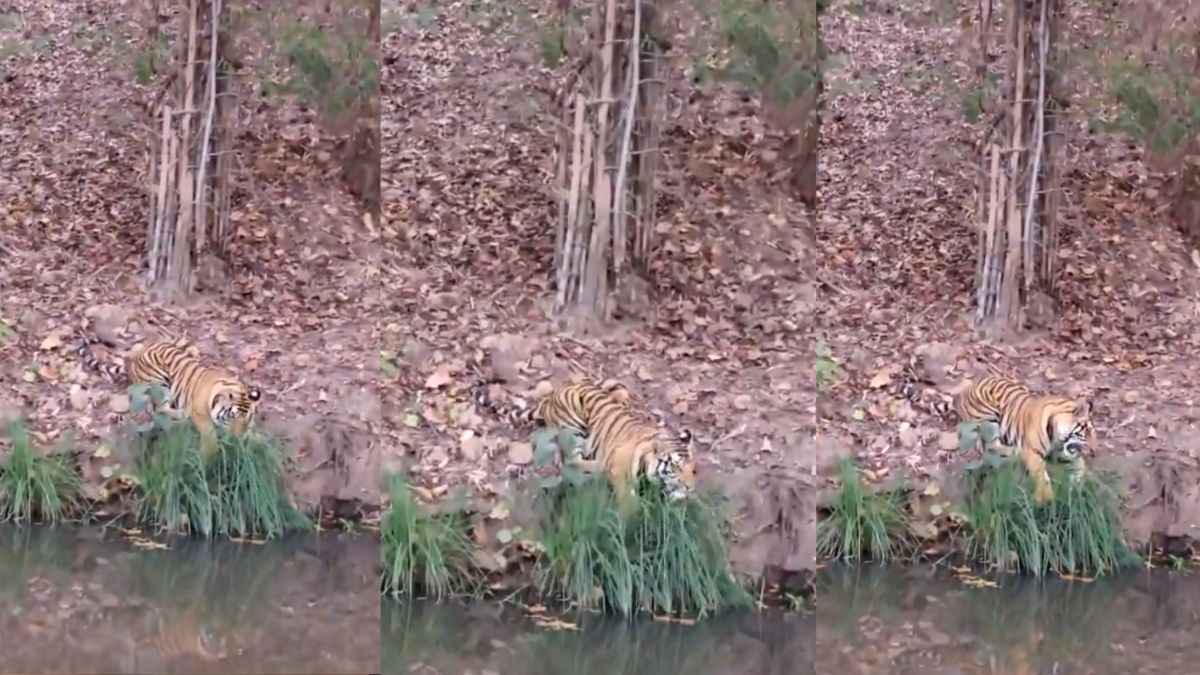 'बाघिन के प्यार में वेजिटेरियन बन गया', बाघ के घास खाते वायरल वीडियो पर लोग ले रहे मजे