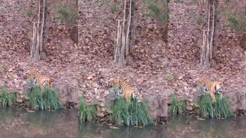 Tiger Eating Grass