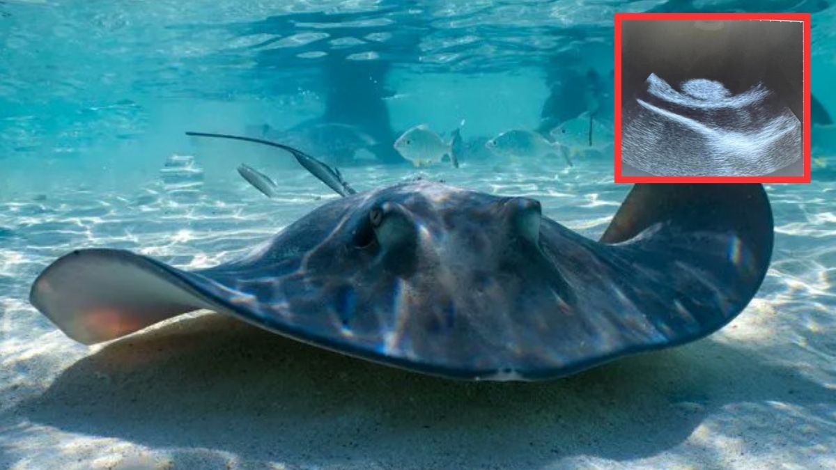 US aquarium suspects shark
