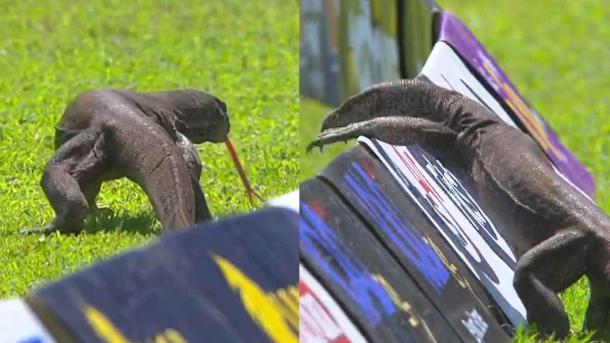 SL vs AFG Test Match Monitor lizard Enter In Match Video Viral