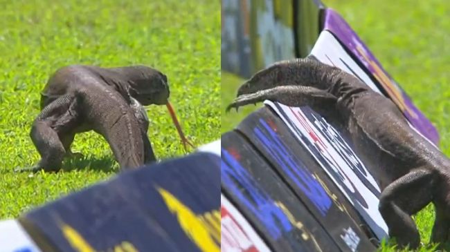 SL vs AFG Test Match Monitor lizard Enter In Match Video Viral
