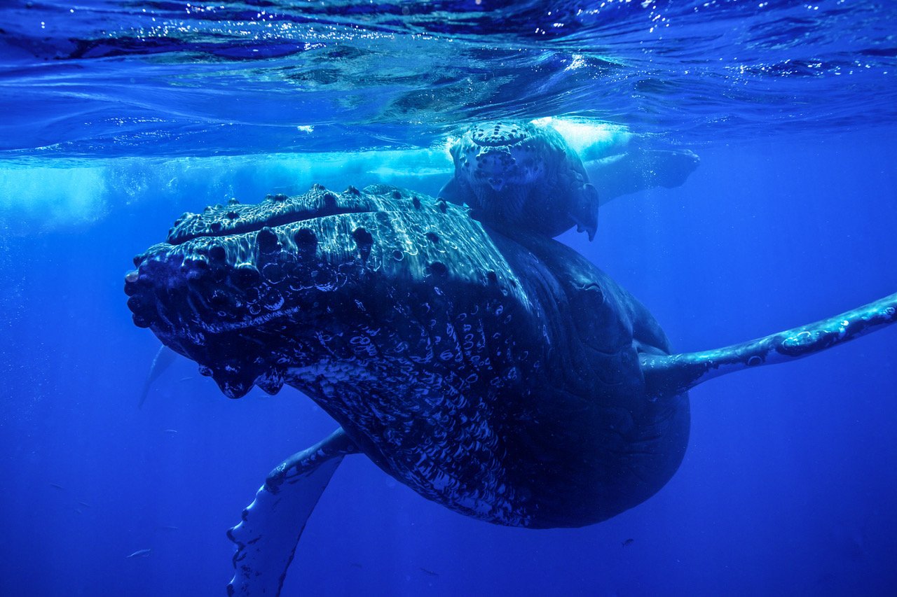 Humpback Whale