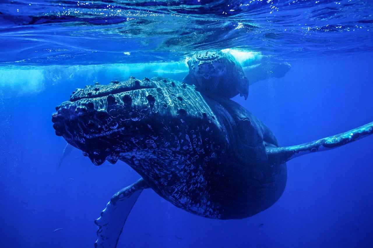 Humpback Whale