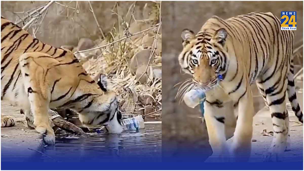 Wild Animal Tiger Video Viral