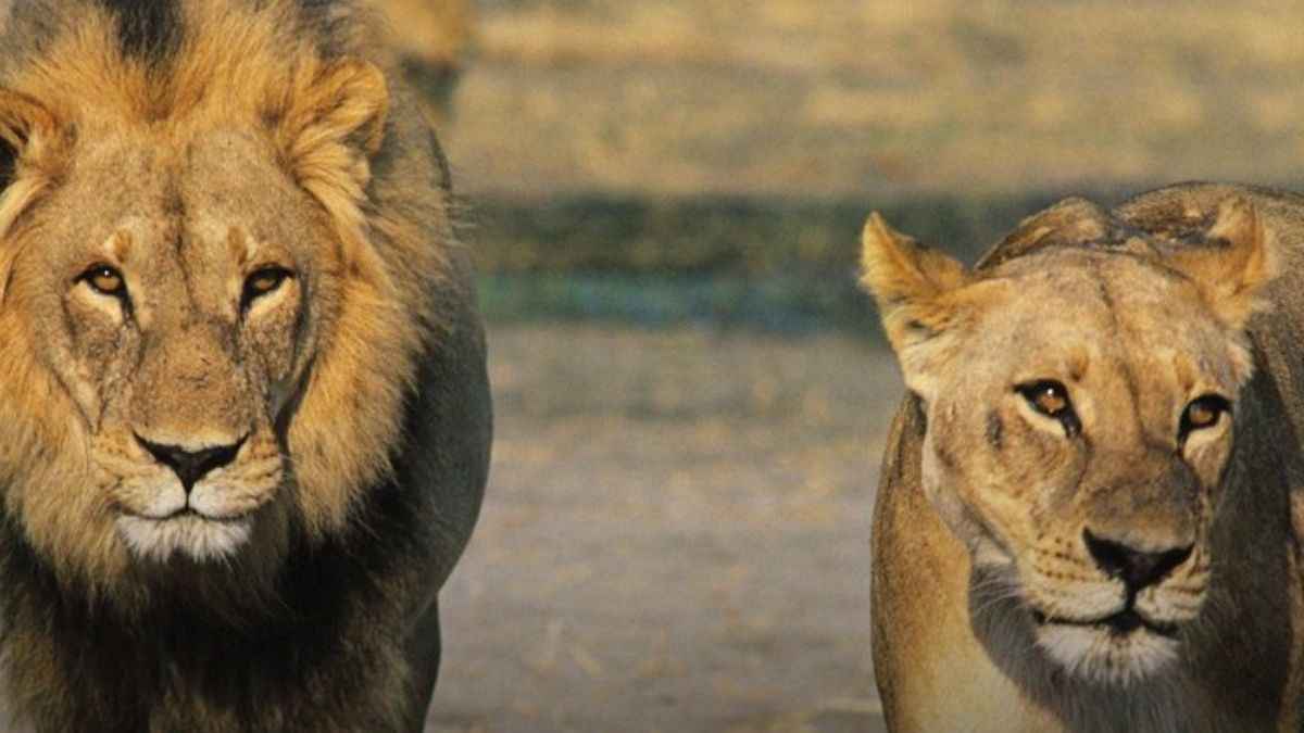 शेर-शेरनी का रखा ऐसा नाम, सस्पेंड हो गया IFS ऑफिसर