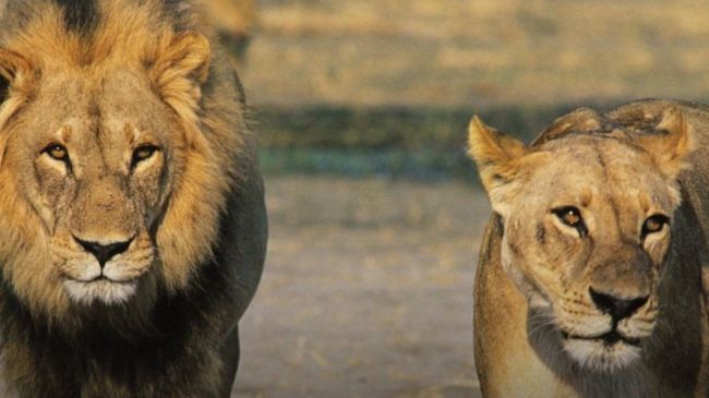 forest department officer suspended