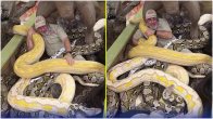 snakes viral video