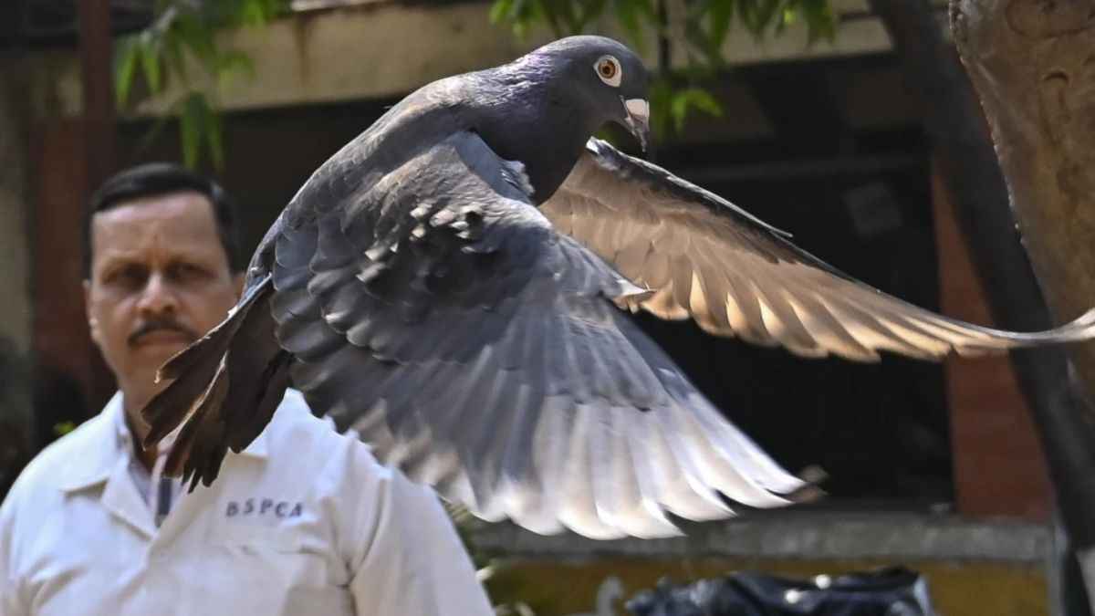 चीनी 'जासूस' को भारत ने दी क्लीन चिट! 8 महीने तक पुलिस की हिरासत में रहा