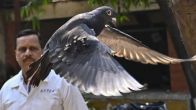chinese spy pigeon released after 8 months in bird lockup