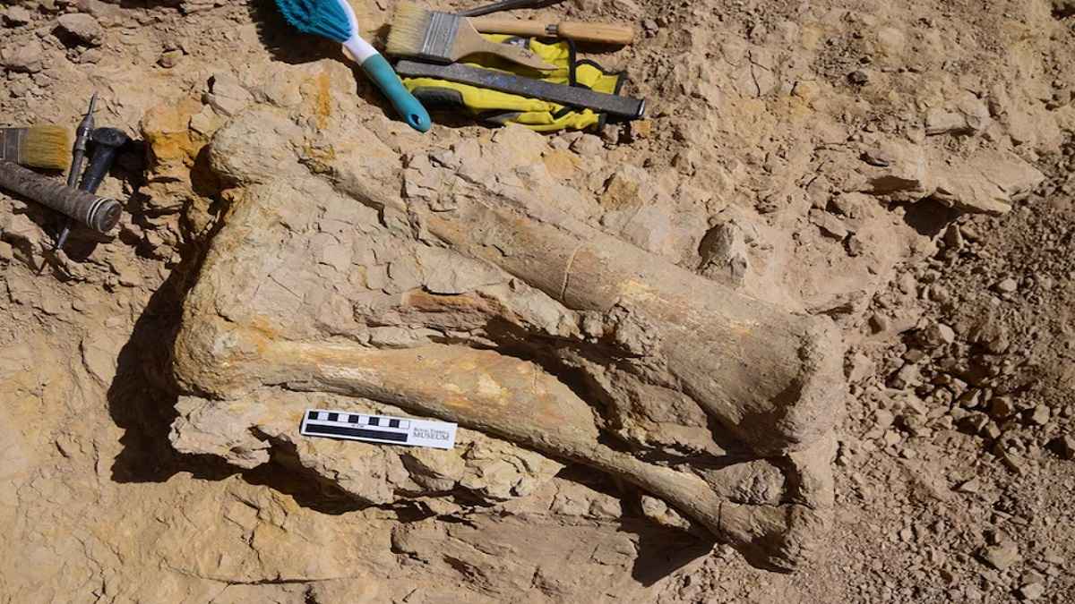 70 Million Year Old Dinosaur Fossil