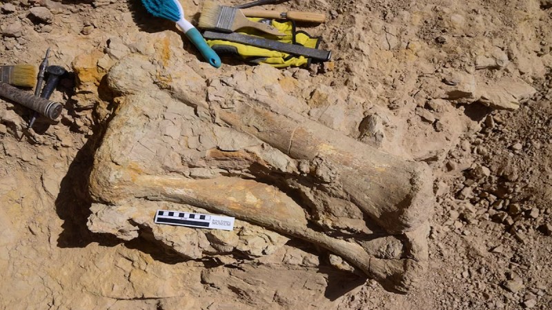 70 Million Year Old Dinosaur Fossil
