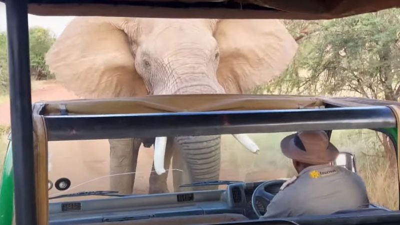 Angry Elephant