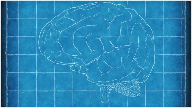 Brain Blueprint