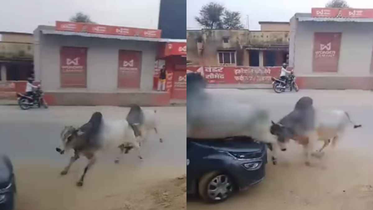 सांड की लड़ाई पड़ी भारी, लगा 20 हजार का चूना!