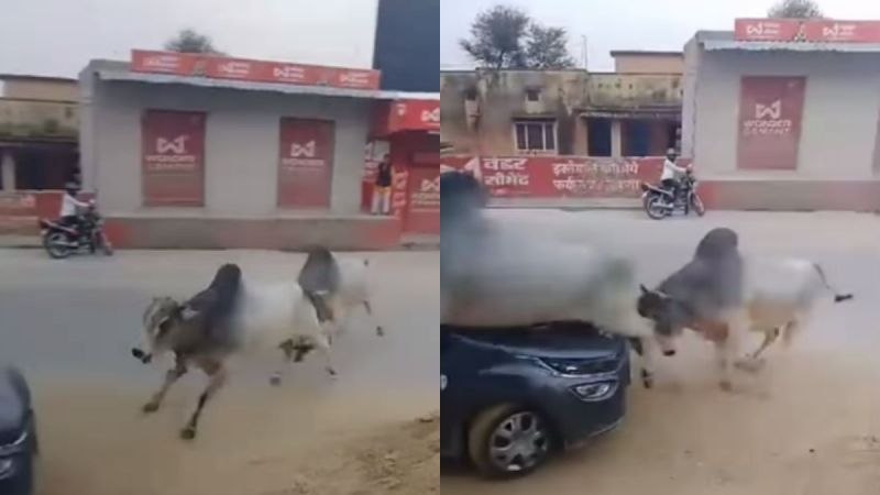 Bull Fight Viral Video