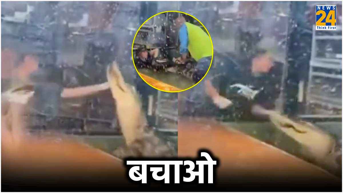 Video Viral: महिला ने मगरमच्छ को खिलाना चाहा खाना, हाथ आगे किया और...