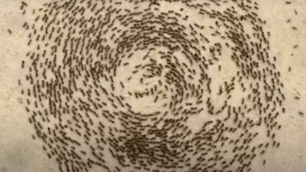 Death Spiral Ants