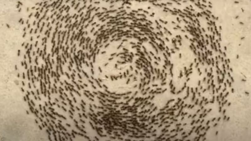 Death Spiral Ants