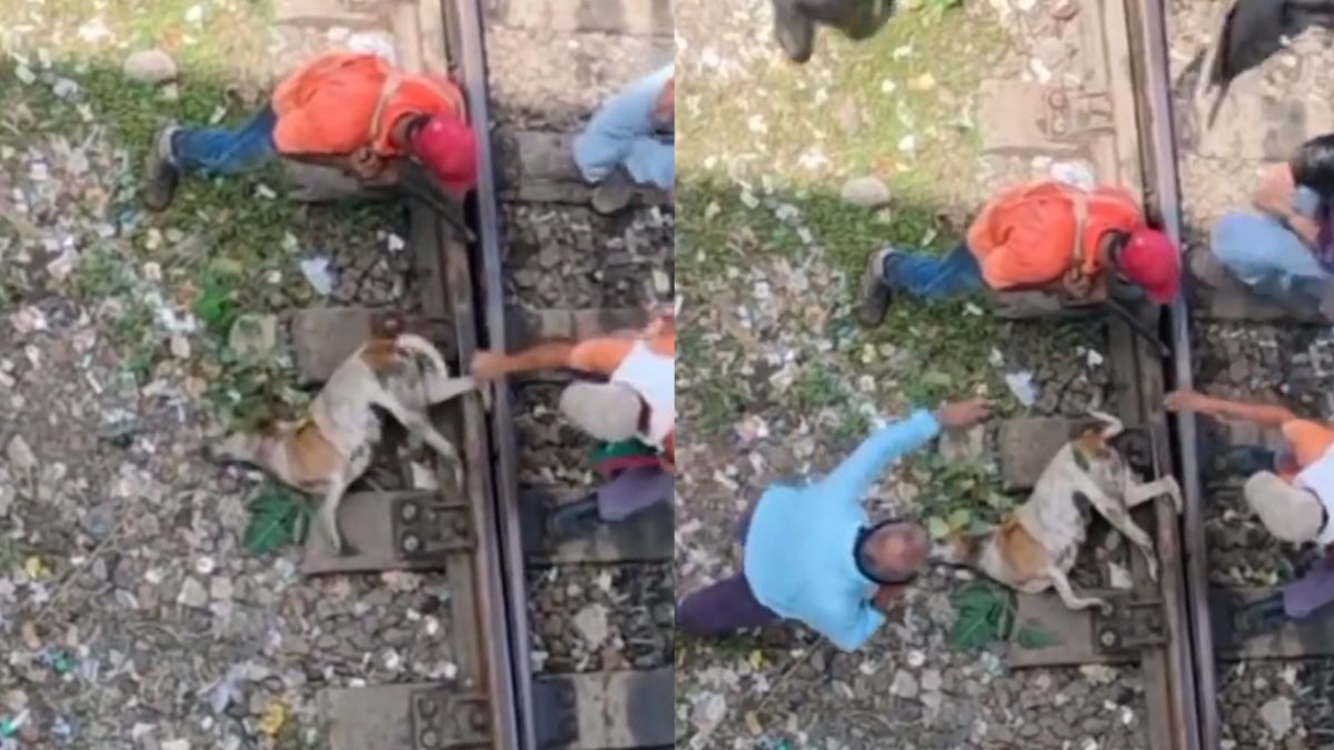 Dog Leg Stuck in railway track