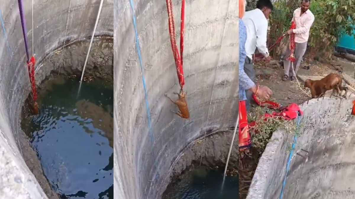Dog Rescue Viral Video