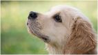 UP Bareilly Judge Pet Dog Missing FIR Registered