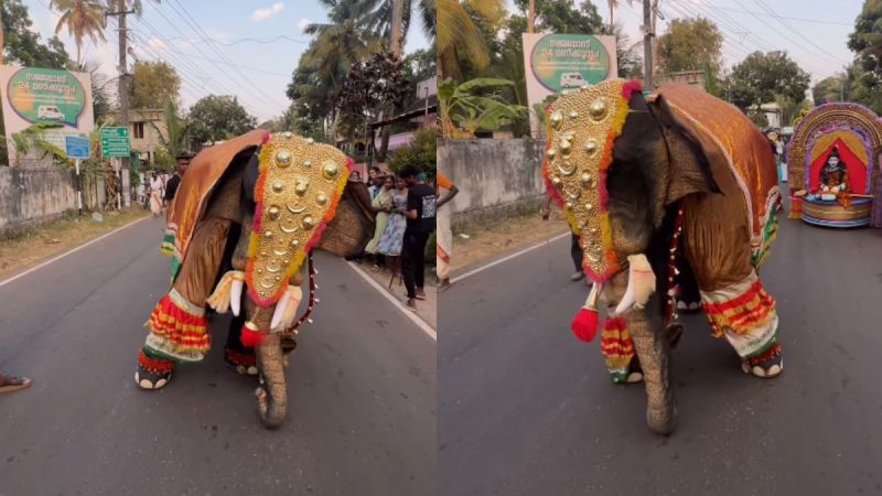 Elephant Dance Viral Video