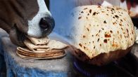 First Roti for Cow