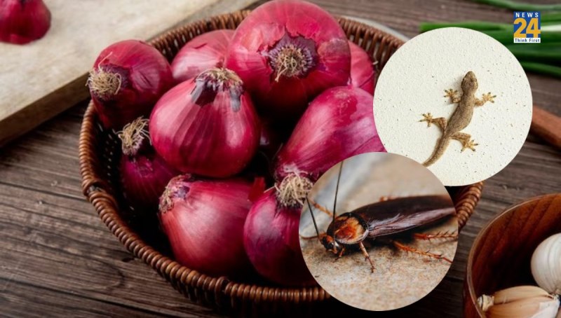 Home Remedies To Get Rid of Mosquitoes And Lizards