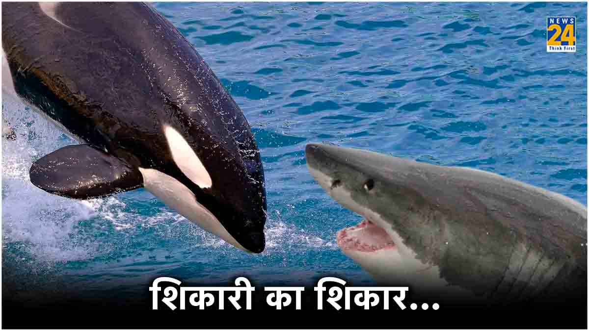 एक किलर व्हेल, जिसका खाना शार्क और उसके बच्चे, 2 मिनट के अंदर शिकार को मारकर खा जाता कलेजा