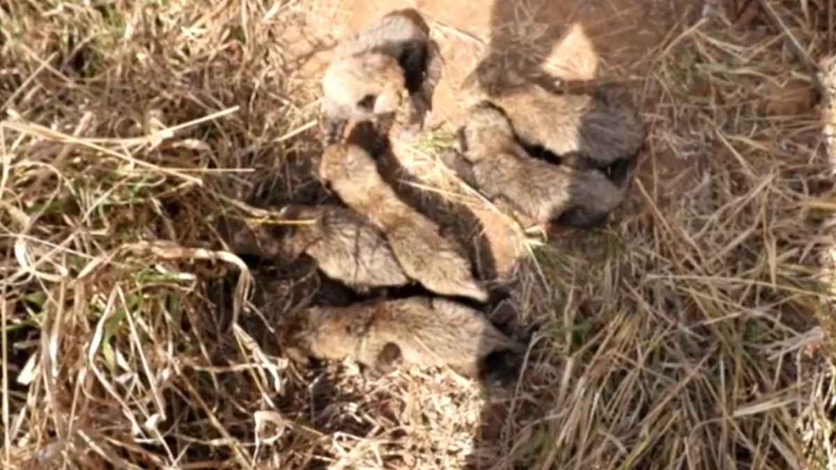 Kuno National Park से कहां गायब हुआ चीते का शावक? एक ने 6 जन्मे थे पांच ही दिखे