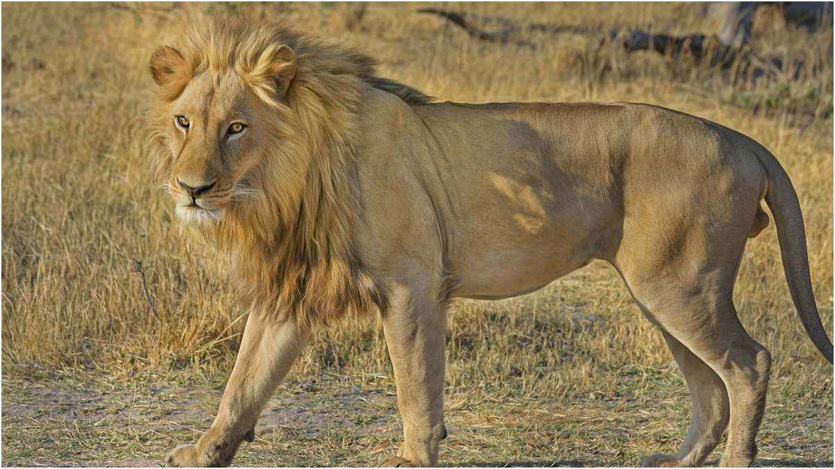 Lion