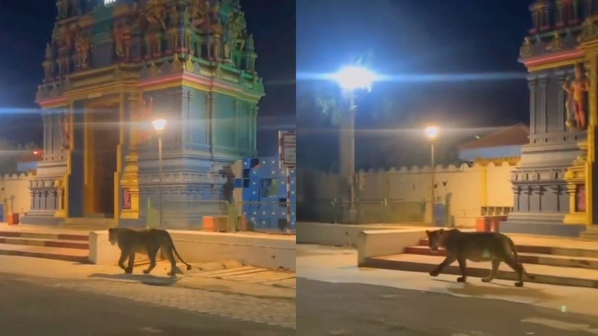 Lioness Roaming On Road