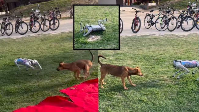Robotic Dog Viral Video Robotic Dog Viral Video
