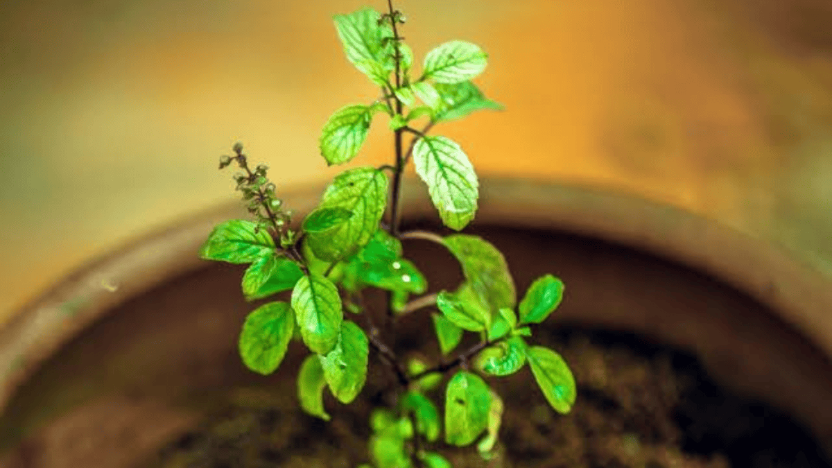 Rules Of Keeping Tulsi Rules Of Keeping Tulsi