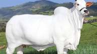 cow price 40 crore