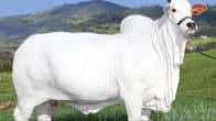 cow price 40 crore