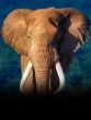 african elephant animals that never sleep